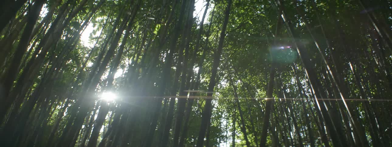 The sun casts rays between forest trees during the day