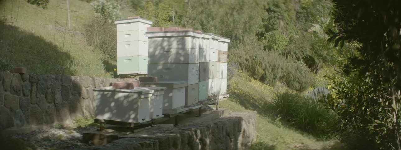 Stacks of bee hive boxes sit on this hill