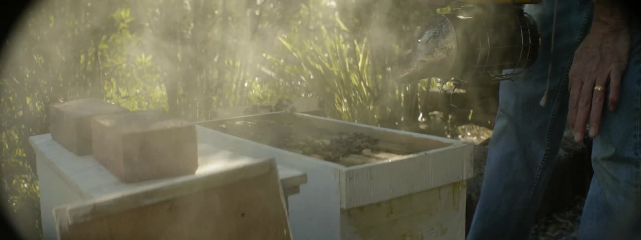 A man sprays bees with smoke