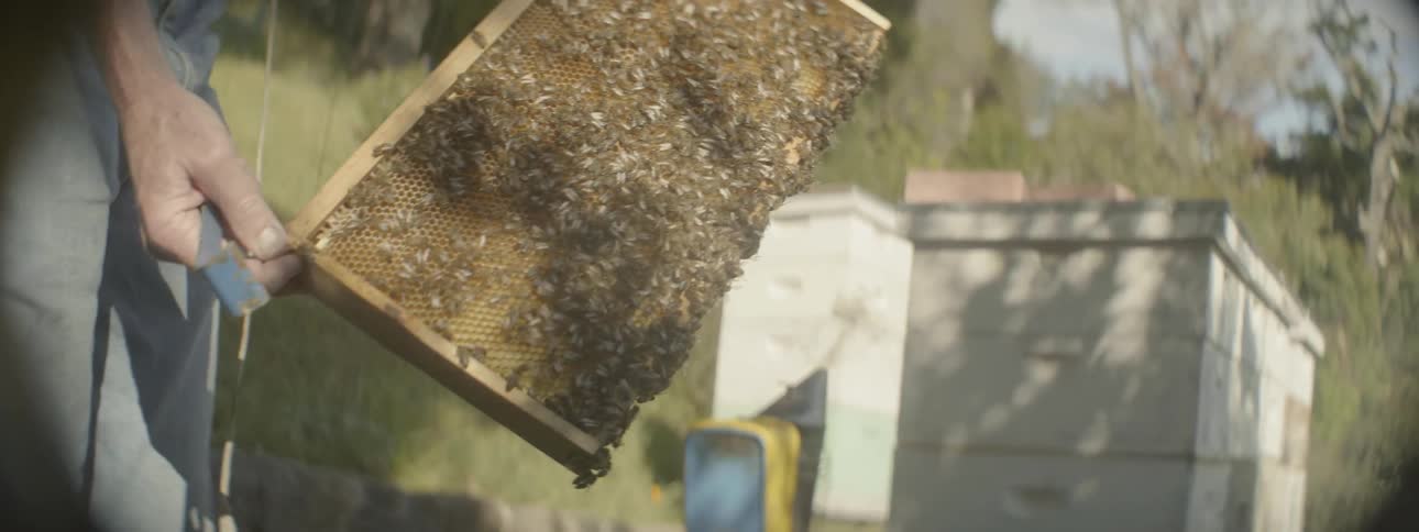 A man is lifting a board covered in bees from a box