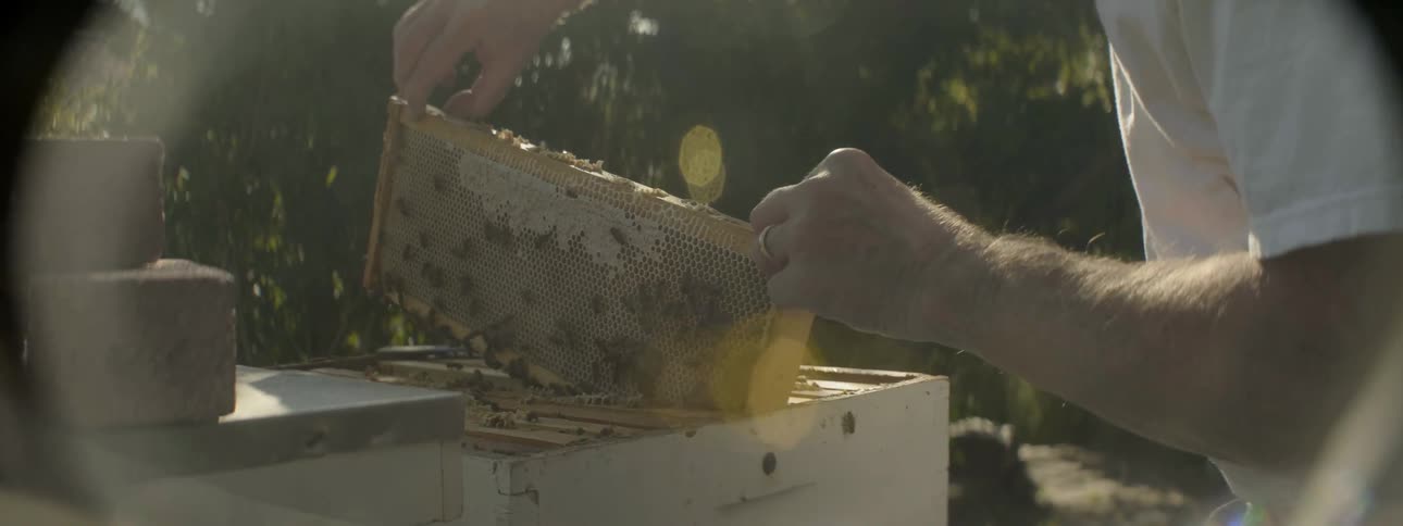 A man is taking a board out of a bee hive