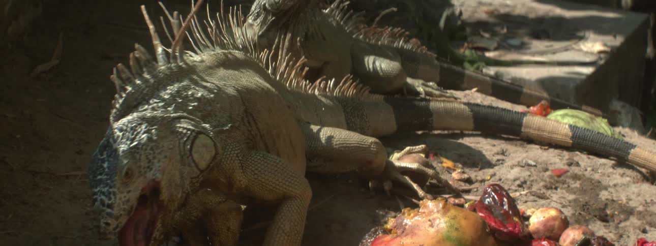 A group of lizards are eating fruit