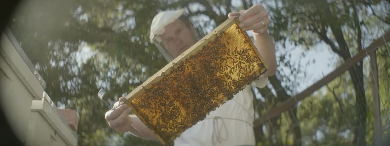 A man is picking up a board with bees on it
