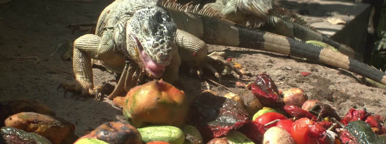Lizards eat mango and other fruit