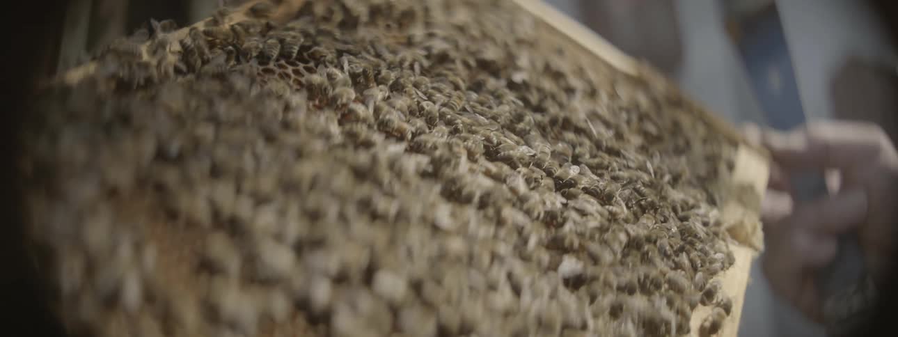 Large group of bees crawling over a screen