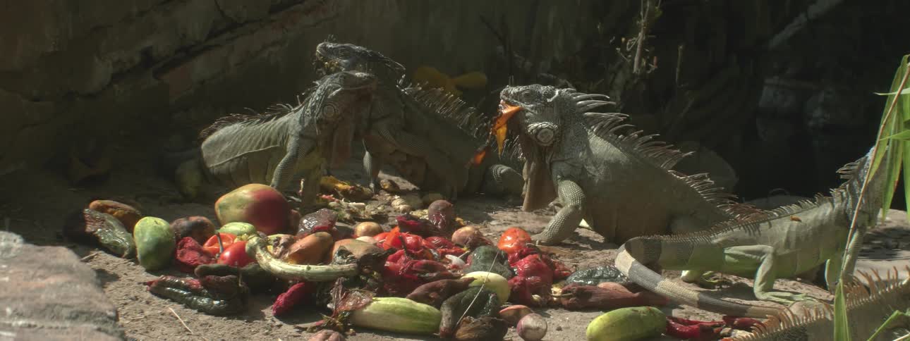 A group of lizards are eating fruit and veggies
