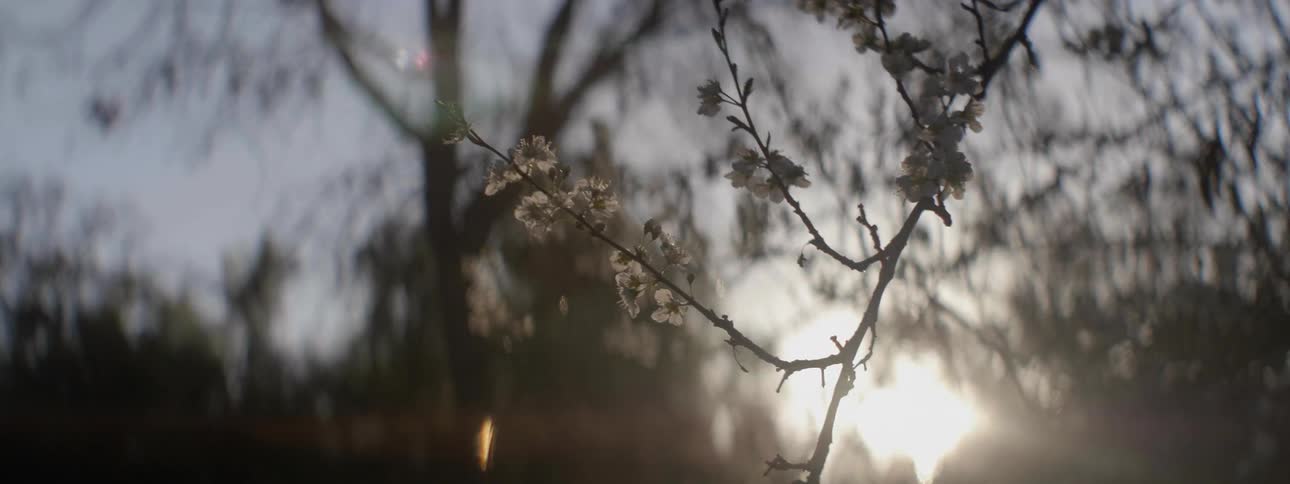 The sun is setting in this forest
