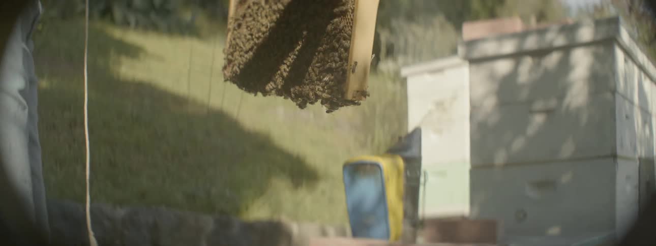 Person lifts a wooden sheet covered in bees