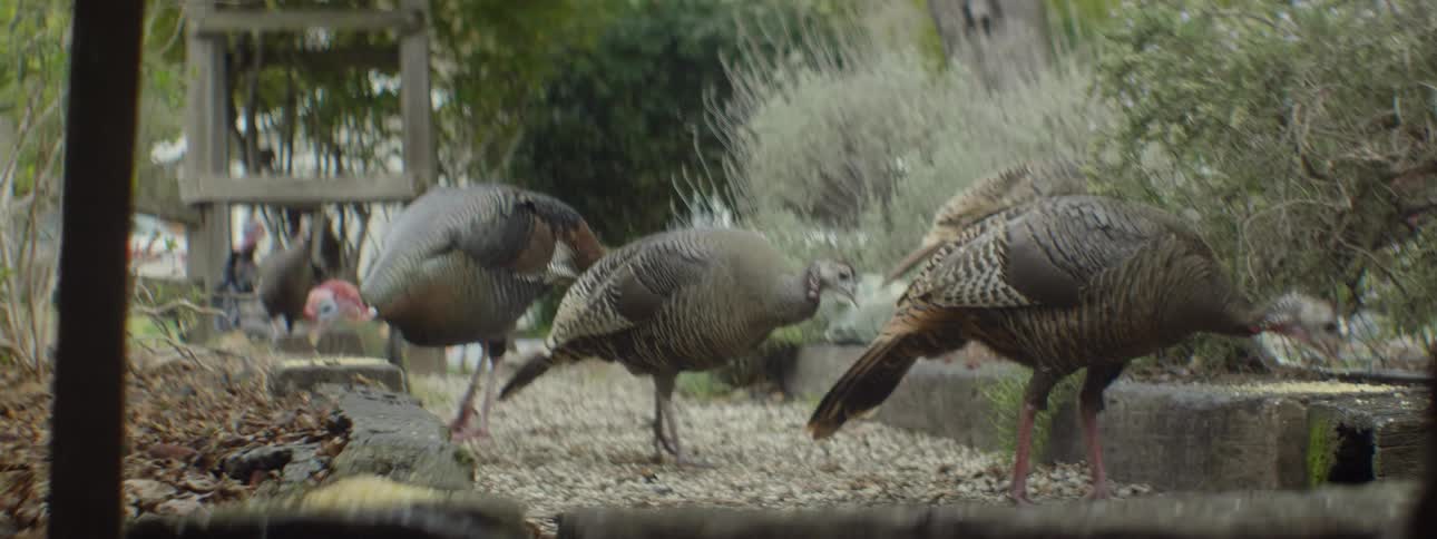 Turkeys peck on the ground near bushes