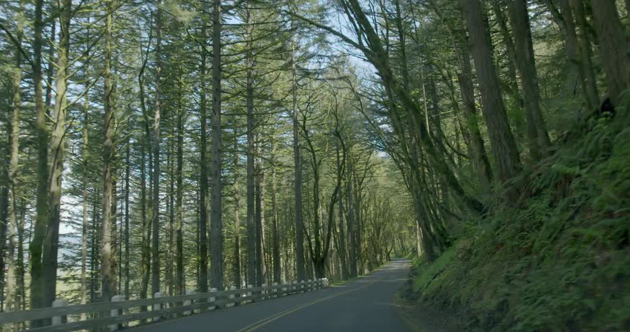 Vehicle drives on a highway through the woods