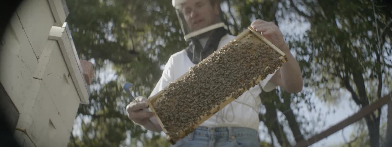 A man looks at a panel of bees