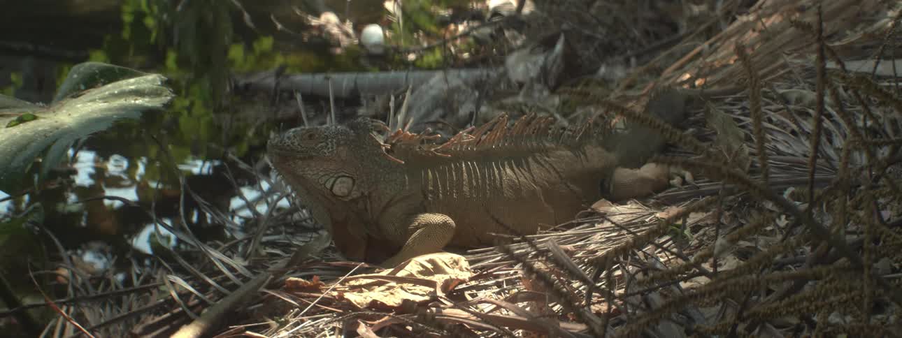 A large lizard is sitting on the edge of a body of water