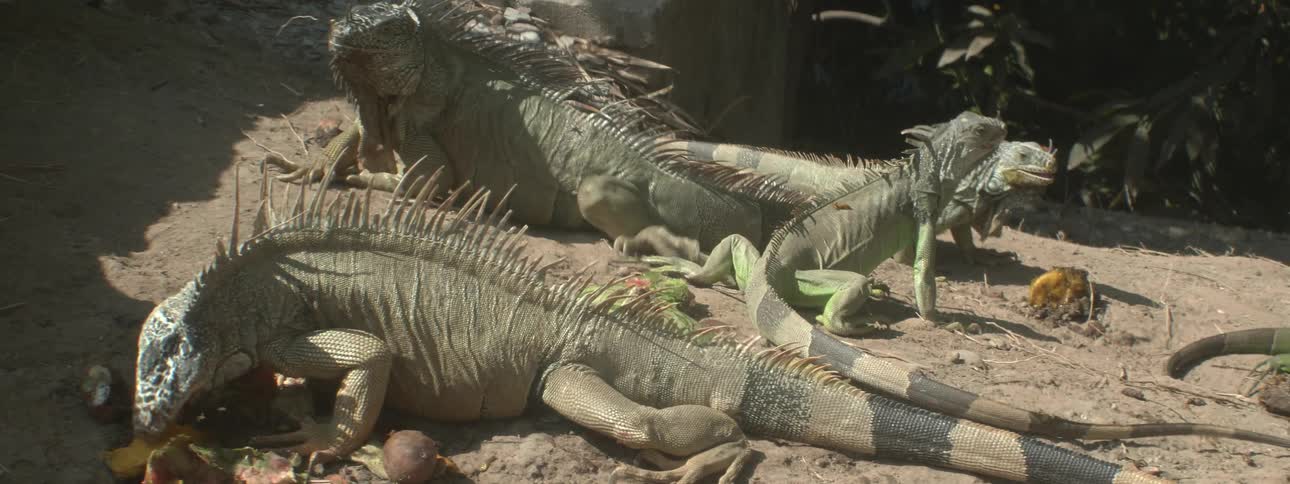 Iguanas eat fruit and vegetables in the sunshine