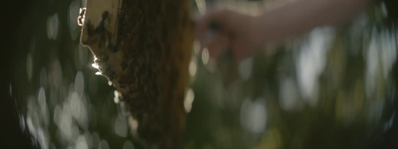 A board full of bees is being held up to the camera
