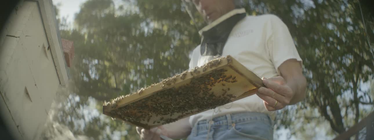 A beekeeper looks at a honeycomb