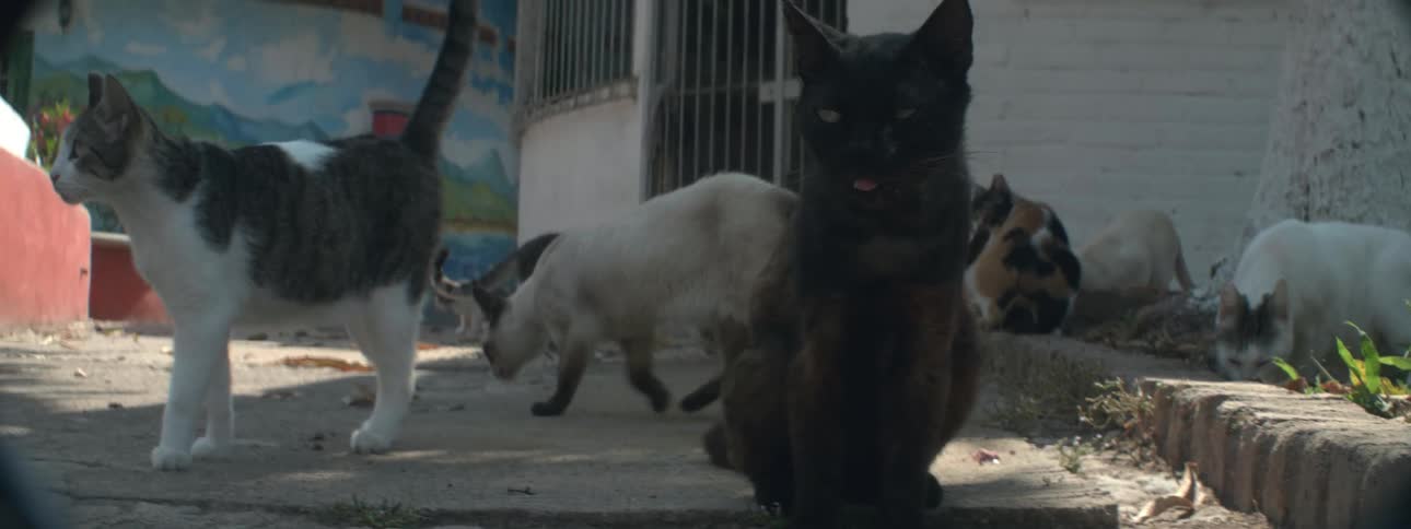 Cats walk around a sidewalk