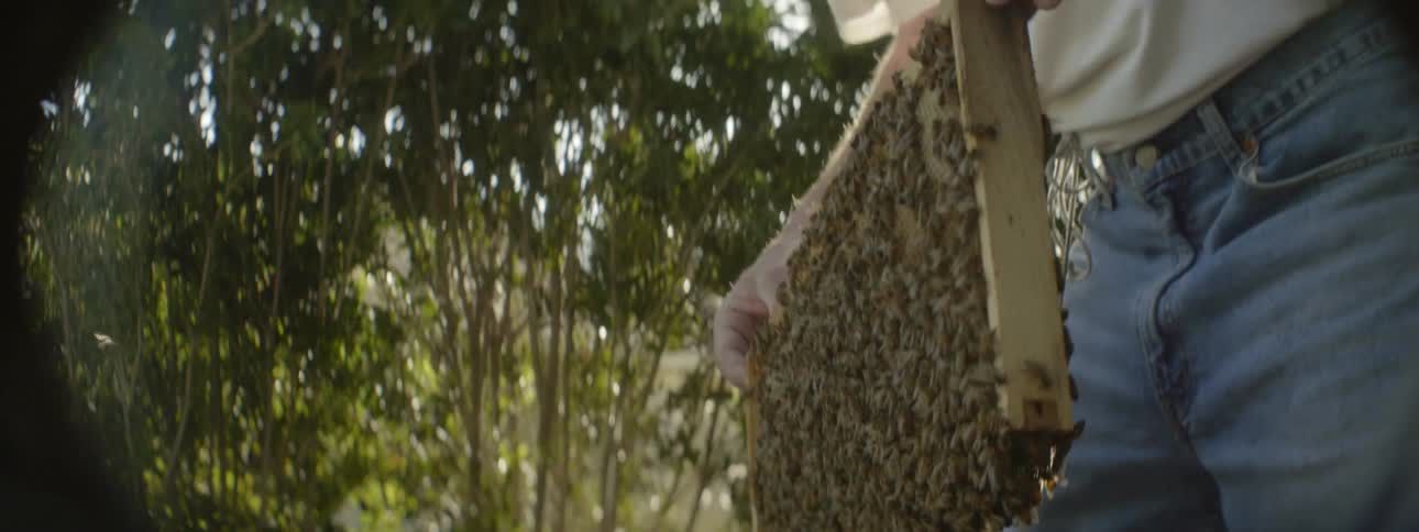 A man lifts up a slide of bees from a box