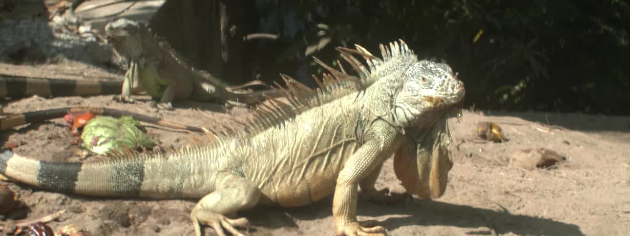 A group of lizards are eating different fruits and vegetables