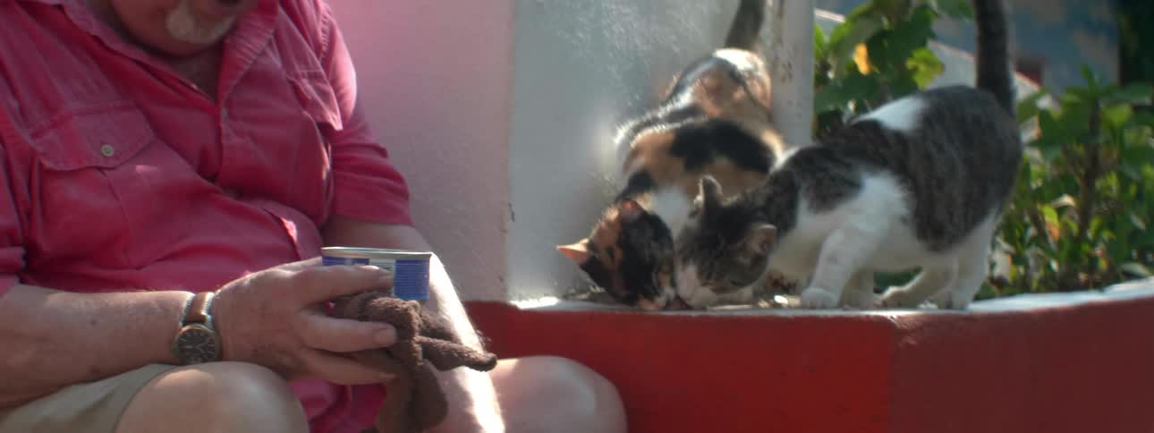 A man is feeding cats something from a can