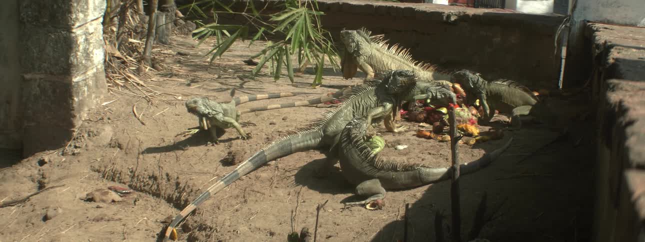 A group of lizards eating fruit