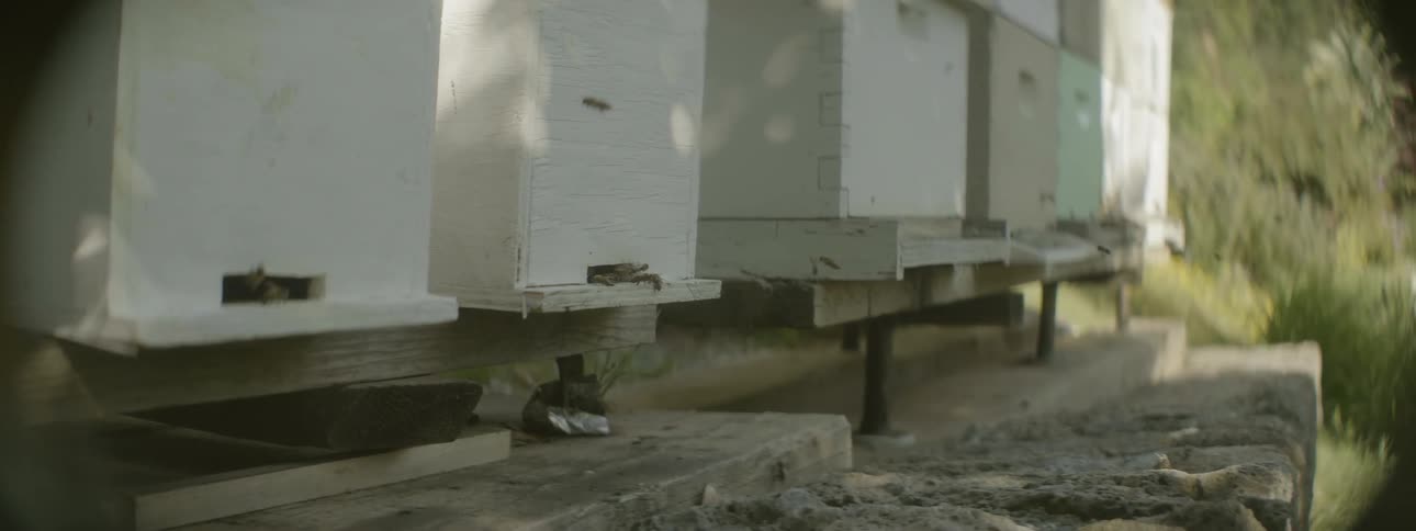Bees fly towards openings in boxes and crawl inside