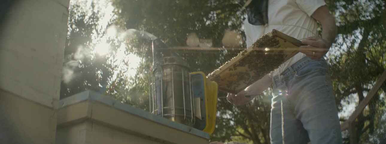 A man lifts up some bees from his hide outside