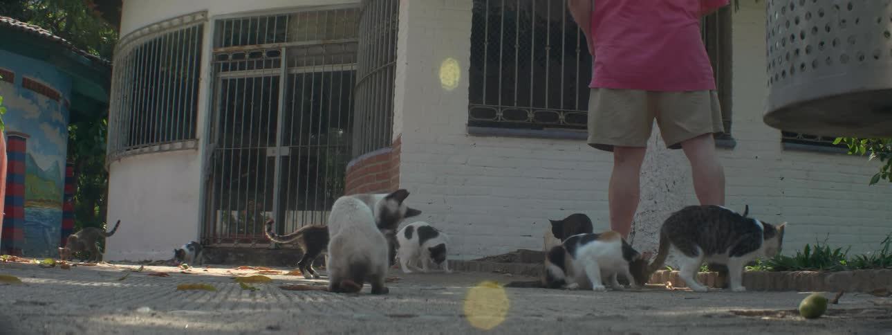 A group of cats are standing around eating scraps off the sidewalk