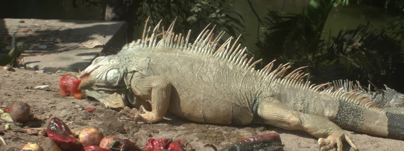 An iguana in an enclosure is feasting on vegetable scraps