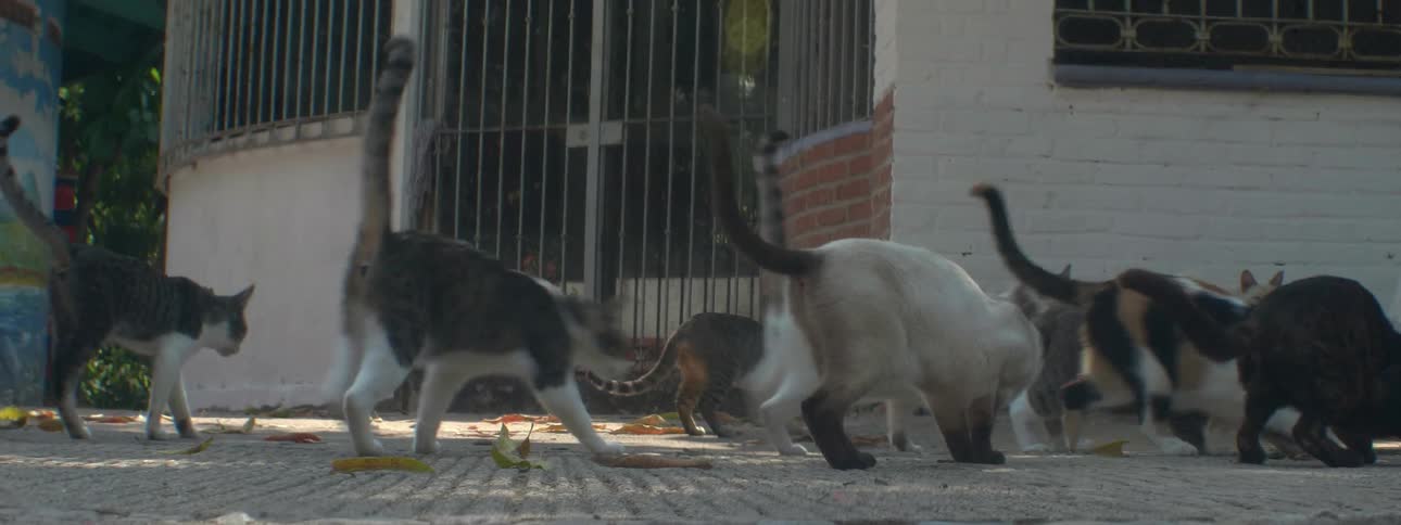 Cats search for food on the sidewalk