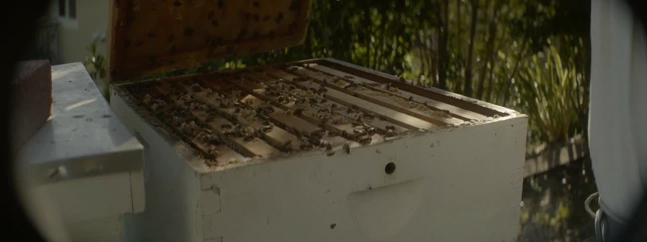 A man opens up a beehive box near a garden