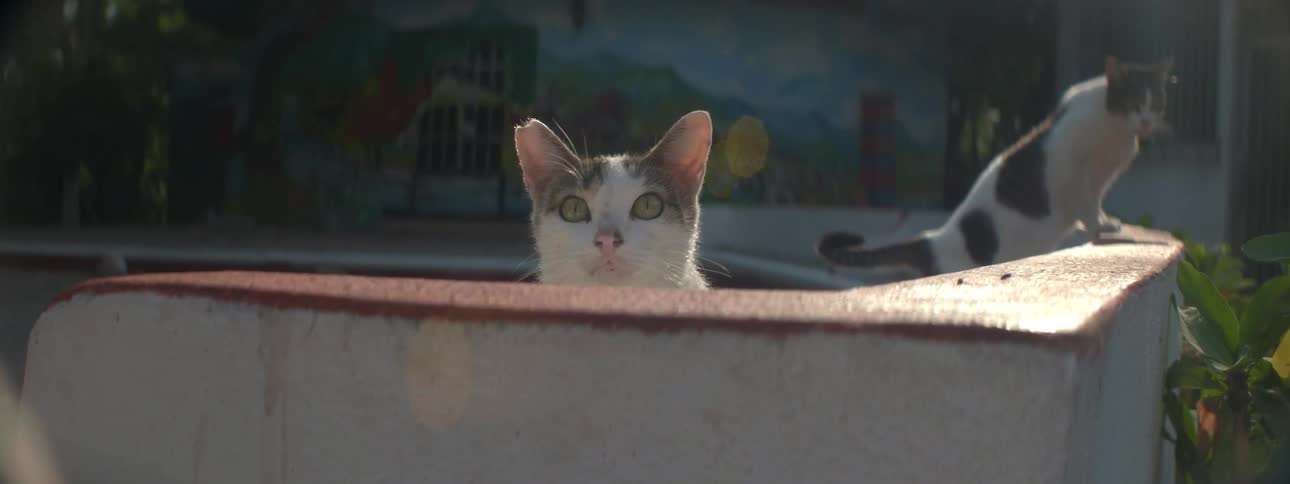 A cat peers over a ledge then runs away outside on a sunny day