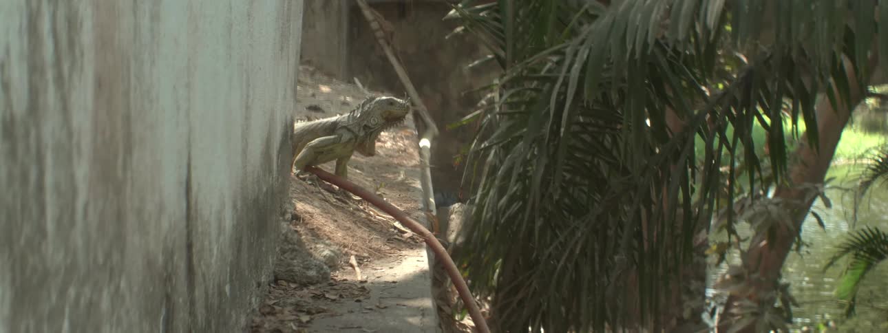 Two lizards stand on a ledge