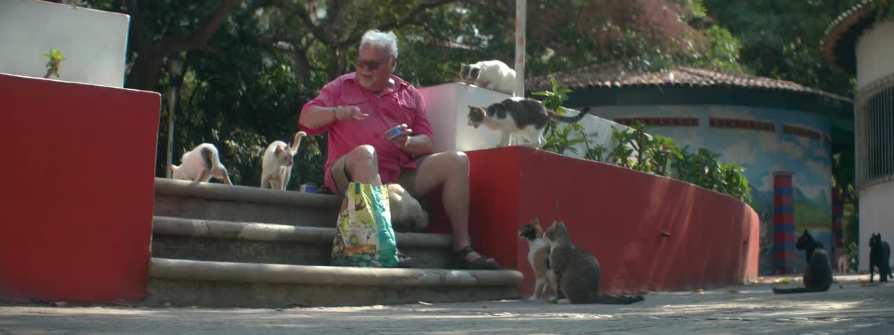A man is feeding a group of cats