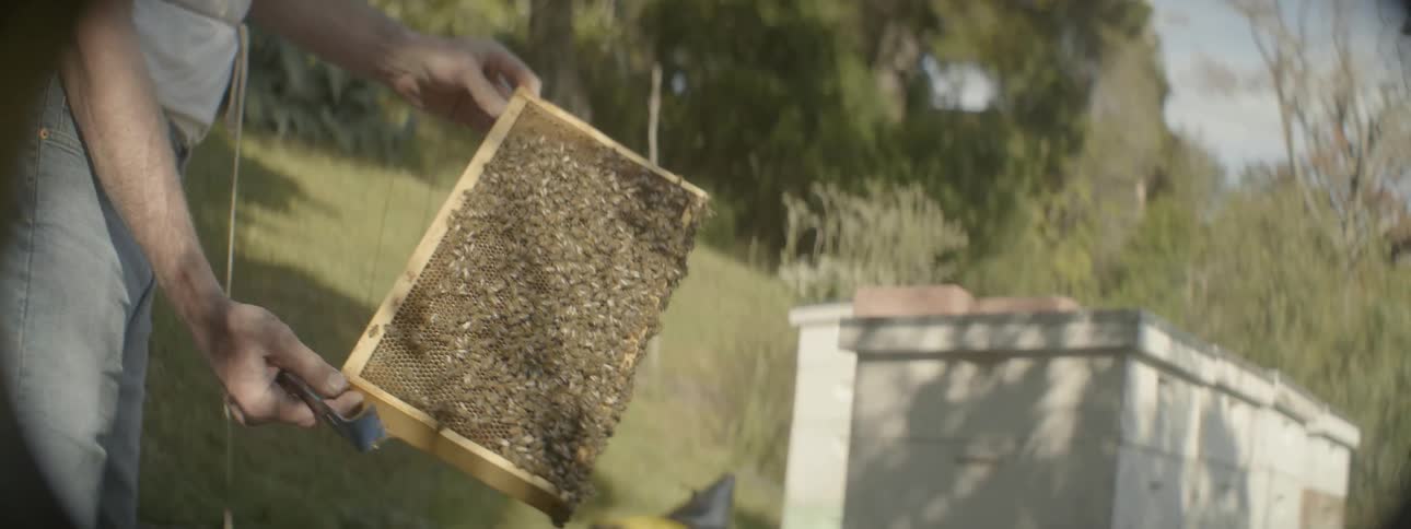 Beekeeper holds honeycomb with bees