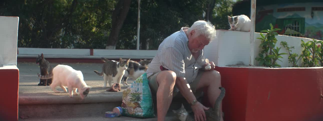 A man is feeding cats outside in the sun