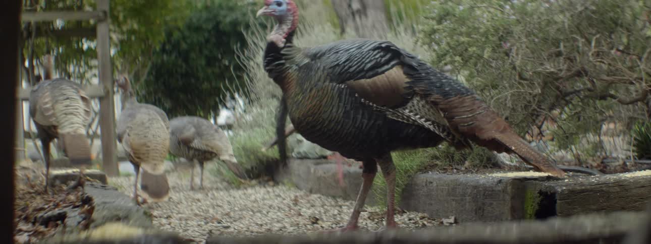 A group of birds are searching a yard for food