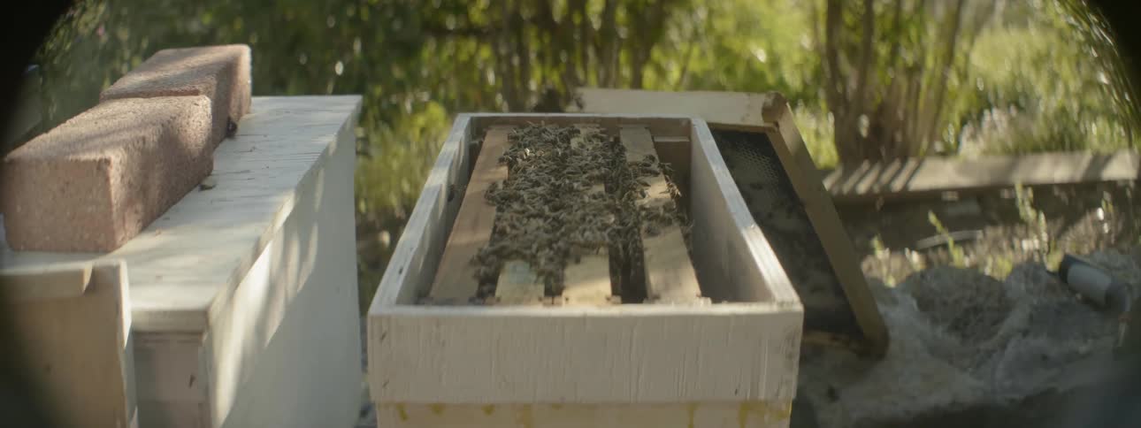 Bees are flying around a hive