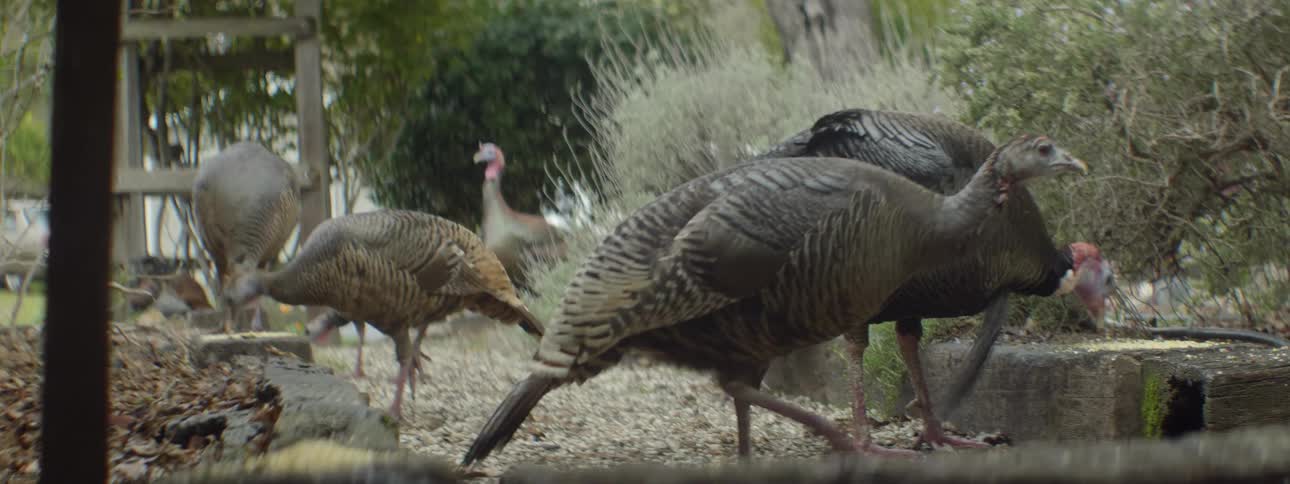 Large birds walk around this yard on a cloudy day
