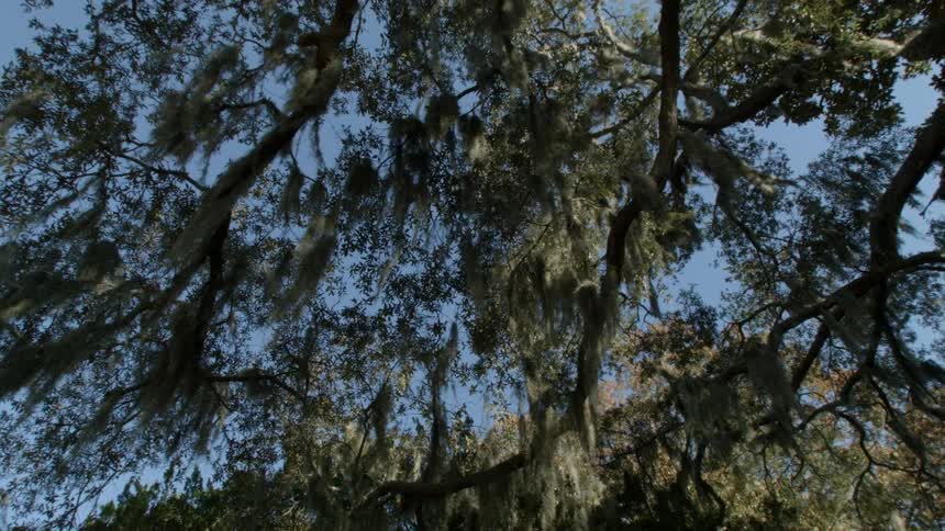 The sunny sky is shielded by large tree branches