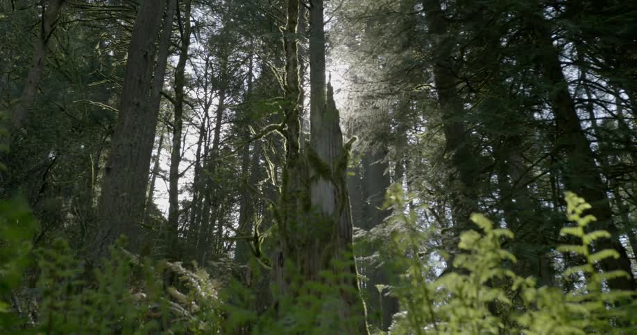 The sun is shining through the canopy of trees in a forest