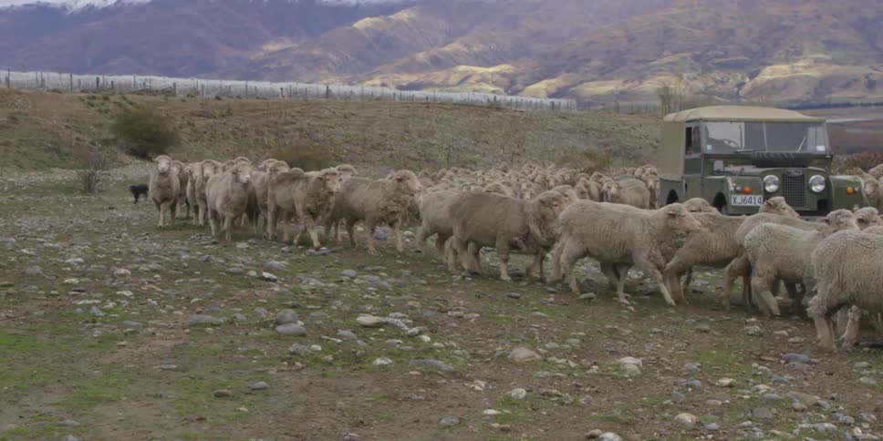 Sheep are being herded