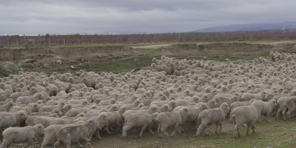 Sheep are herded by a dog