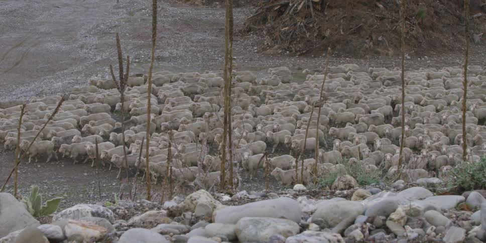 A herd of sheep traveling along a dirt pathway