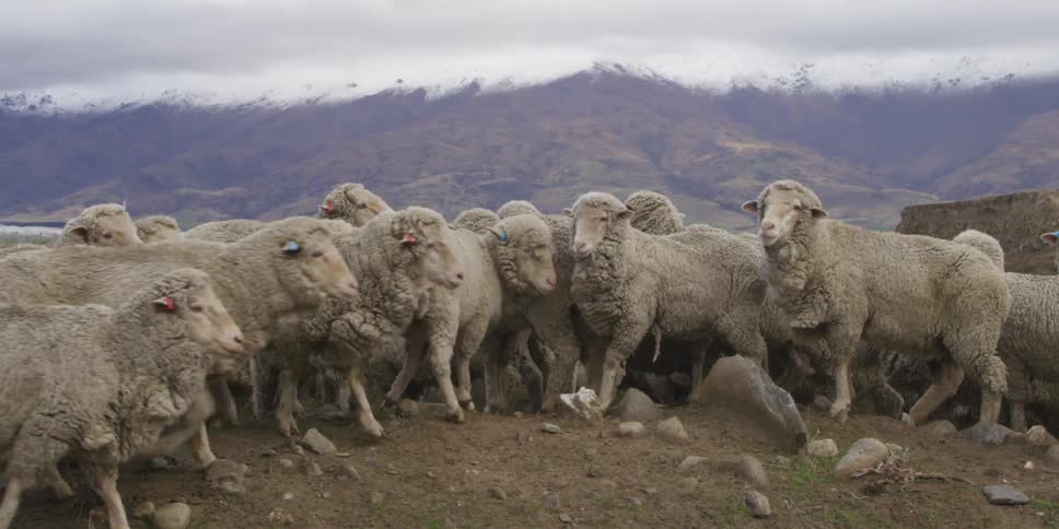 Sheep gather on rocky ground