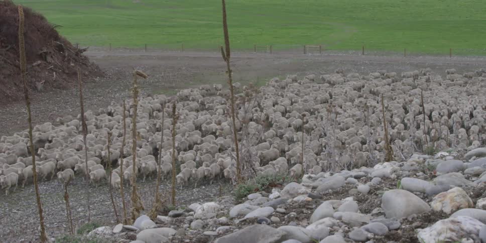 Flock of sheep move forward after grazing,