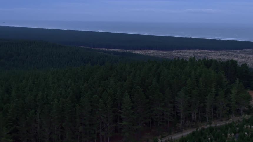 The treeline of a forest is being filmed by a drone