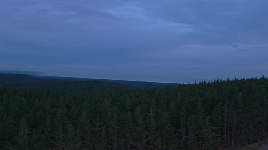 Tall trees tower in the forest