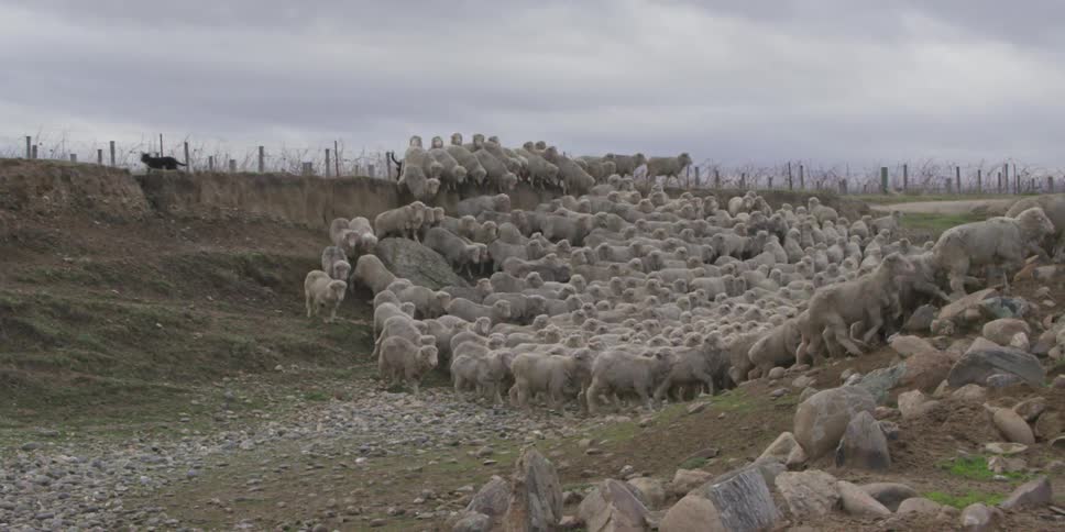 Sheep are running through a field
