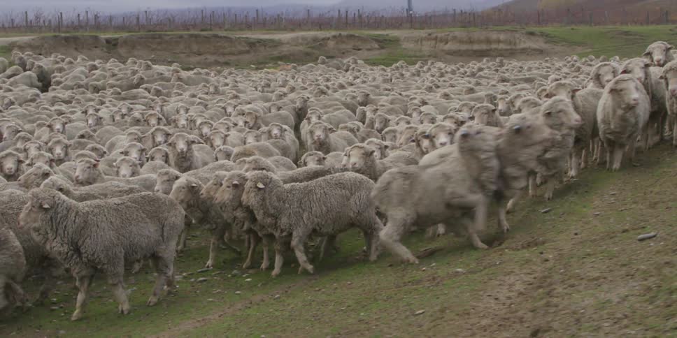 A herd of sheep travel along the base of a hill