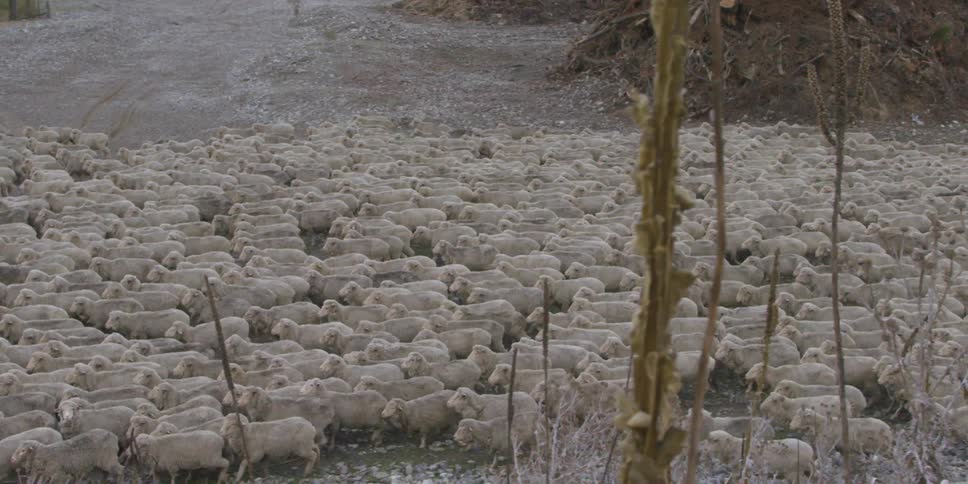 Sheep are being herded